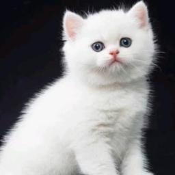 Poonkuyile Poovazhake | SHORT |