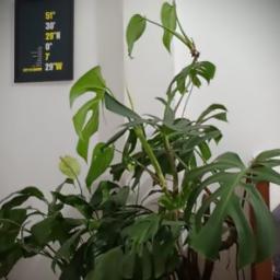 Canção do Nauta - Oséias de Paula