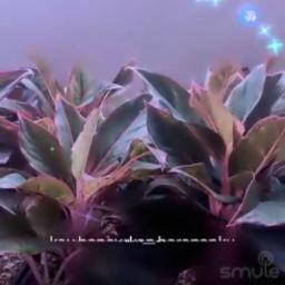 kau hancurkan harapanku