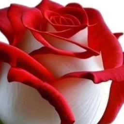 Mañanitas A Mi Madre 💐🌺🌹SGS