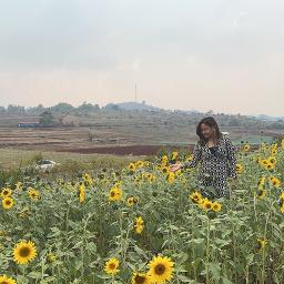 Sunflower _ နေကြာပန်းလေး (HQ Unicode)