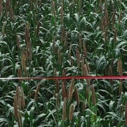 suniyaan suniyaan juss