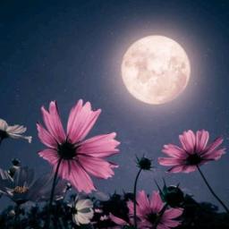 Ee Reyi Tiyyanidhi [HQ] - Chitti Chellelu