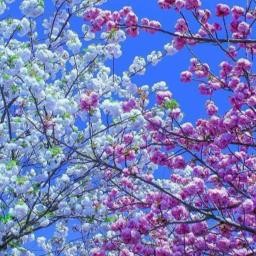 ရေကြည်ထဲကလရိပ်လေး(unicode)