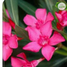 Sevvarali Thottathila (HQ-தமிழ்)