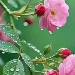 ee pagalu reyiga panduvennelaga