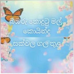 🐝 Bambaru Nodutu Malak | බමරැ නොදුටු මලක්🌸