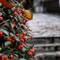 Песня Золушки и Принца "Навсегда"