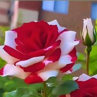 3e51eb01-5204-4845-bc27-71cd9449b441